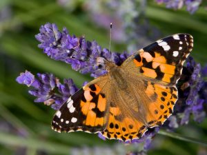tyne valley express painted lady butterfly
