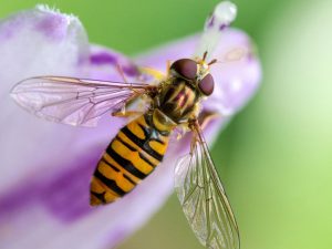 tyne-valley-express-hoverfly