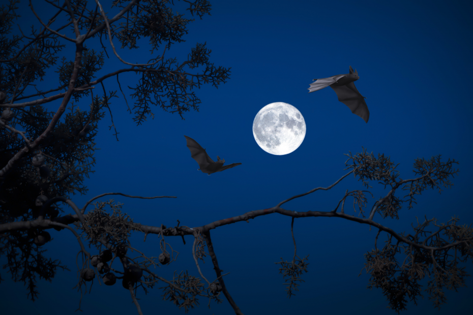 bat moon 2