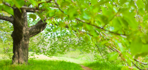 banner image of a tree