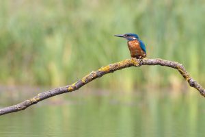 Kingfisher1_JoshuaCopping (1)