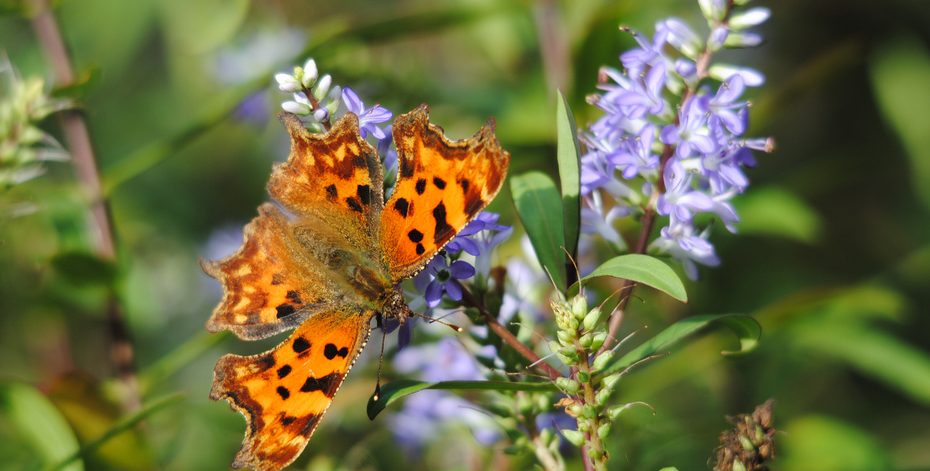 Comma butterfly