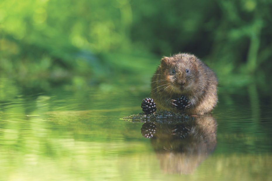 water vole 1
